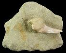 Mako Shark Tooth Fossil In Rock - Bakersfield, CA #68999-1